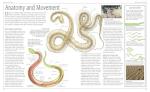 Snake Care: The Essential Visual Guide