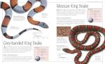 Snake Care: The Essential Visual Guide