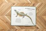 Reptile Field Guide: Herpetologist’s Handbook