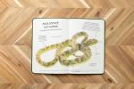 Reptile Field Guide: Herpetologist’s Handbook