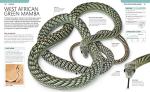 Snake Care: The Essential Visual Guide