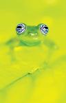 Amphibians and Reptiles of Costa Rica Guide