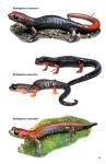 Amphibians and Reptiles of Costa Rica Guide