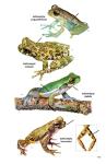 Amphibians and Reptiles of Costa Rica Guide