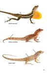 Amphibians and Reptiles of Costa Rica Guide