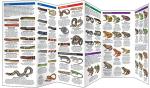 Florida Reptiles and Amphibians Guidebook
