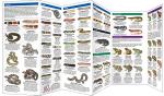 Texas Reptiles and Amphibians Guide Book