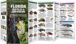 Florida Reptiles and Amphibians Guidebook