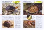 Turtles and Tortoises Care Guide