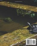 Turtle and Tortoise Care Guide for Enthusiasts