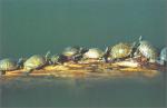 Turtles and Tortoises Care Guide