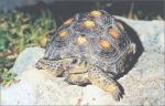 Turtles and Tortoises Care Guide