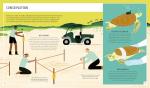 Green Sea Turtle: Easy Field Guide for Kids