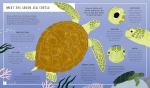 Green Sea Turtle: Easy Field Guide for Kids