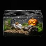 Clioran Reptile Terrarium Starter Kit for Pets