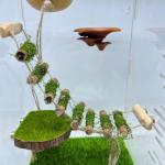 Wood Climbing Bridge for Jumping Spiders