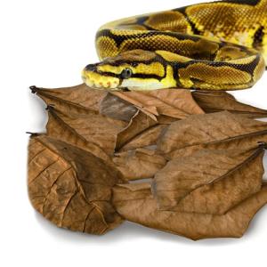 SunGrow Leaf Litter for Snakes - 10 Pcs