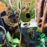 Mossy Caves for Reptiles - Terrarium Decor