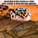 SunGrow Leaf Litter for Snakes - 10 Pcs