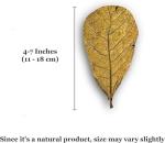 SunGrow Leaf Litter for Snakes - 10 Pcs