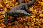 Coconut Chip Bedding for Reptile Habitats