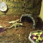 Fluffy Natural Reptile Soil Substrate and Bedding