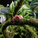 Bendable Moss Vine for Reptile Tanks - 6.5 FT