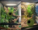 Mossy Caves for Reptiles and Frogs - 4”