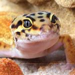Leopard Gecko Care Guide, 2nd Edition
