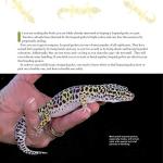 Leopard Gecko Care Guide, 2nd Edition