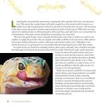 Leopard Gecko Care Guide, 2nd Edition