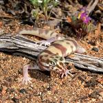 Leopard Gecko Care Guide, 2nd Edition