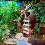 Crested Gecko Hanging Plants and Coconut Hideout