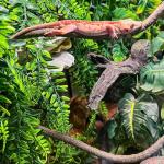 Crested Gecko Hanging Plants and Coconut Hideout