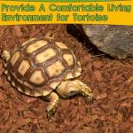 2-Pack Natural Coconut Chips for Reptile Bedding