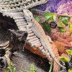 Bearded Dragon Hammock with Jungle Climbing Vines