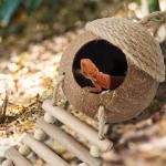 Coco Den with Ladder for Reptile Habitats