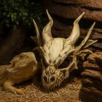 Dragon Skull Terrarium Decor for Reptile Tanks