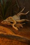 Dragon Skull Terrarium Decor for Reptile Tanks