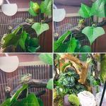 Reptile Corner Branch Decor with Suction Cup