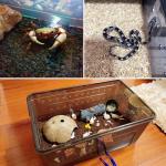 Portable Transparent Reptile Feeding Box and Habitat