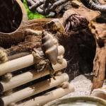 Crested Gecko Tank Decor with Vines and Ladder