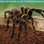 Halatool Coconut Fiber Substrate for Reptiles - 2 Pack