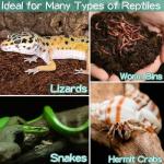 Halatool Coconut Fiber Substrate for Reptiles - 2 Pack