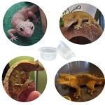 QIHYCUF 100 pcs Small Gecko Food and Water Cups Plastic Reptile Feeding Bowls Ledge Accessories for Crested Gecko Lizards Small Pets, 0.5 oz