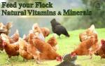 Kelp Meal Feed for Chickens and Ducks (4 oz) Vitamin Supplement