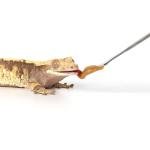 WOLEDOE 2Pcs Reptile Powder Fruit Mixing Stirring Food Feeding Spoon fit Crested Gecko Gargoyle Bearded Dragon
