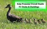 Kelp Meal Feed for Chickens and Ducks (4 oz) Vitamin Supplement