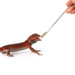 WOLEDOE 2Pcs Reptile Powder Fruit Mixing Stirring Food Feeding Spoon fit Crested Gecko Gargoyle Bearded Dragon