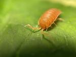 Pocket Pets 30 Powdered Orange Isopods Plus Mixed Springtail Eggs. Bioactive Combo Clean Up Crew for Reptile and Amphibian Food Available only if Local 5 Day temperatures are Between 20-95 Degrees